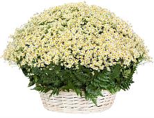 Цветочная композиция из Ромашки в корзине #REPLACE_PRED# Мулино